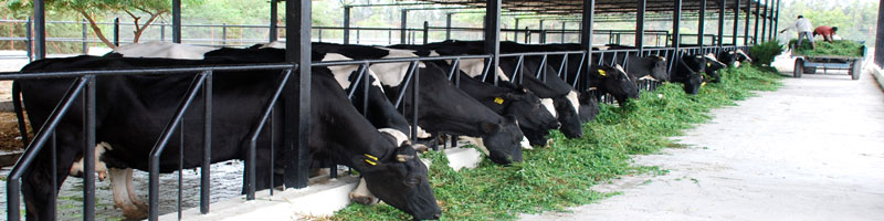 Dairy Farm Solutions - Najafgarh, Delhi